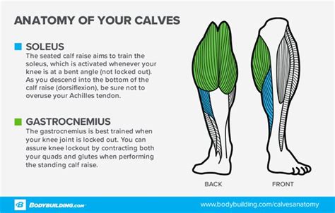 are calves generic